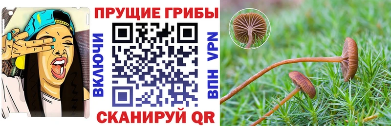 Псилоцибиновые грибы Psilocybine cubensis  Маркс 
